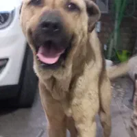 سگ پژدر