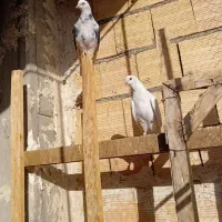 یجفت کبوتر ماده قیمت جفت ۱/۸۰۰/۰۰۰