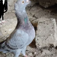 پلنگ کاکل سبز کاکلی سفیدکاکلی