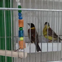 حراج انواع سهره گلبسر سینه سرخ  و قناری سرخ سوخته