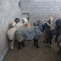 میش داشتی