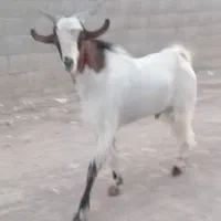 بزغاله نر مست ودرجه یک تا دوقل