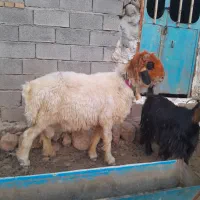 قوچ روزگاری