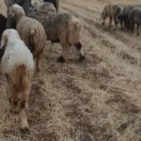 تعداد ۱۰ راس میش،فوری
