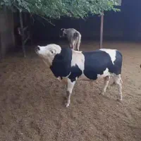 گوساله و گوسفندزنده