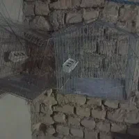 دو عدد قفس|لوازم جانبی حیوانات|شیروان (خراسان), |دیوار