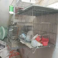 قفس پرنده