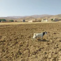 بز نژدی|حیوانات مزرعه|لاران, |دیوار