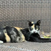 گربه Dsh|گربه|رشت, گلباغ نماز|دیوار
