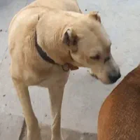سگ ماده