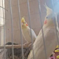 عروس  معاوضه کفتر