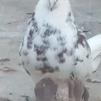 کبوتر جغ جغ رفته