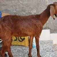 بز نر و ماده