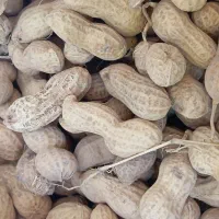 بادام زمینی