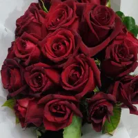 دسته گل رز سرخ تازه الان
