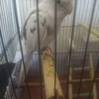 دوکت آلبینو