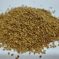 انواع بذر یونجه ی وارداتی و داخلی