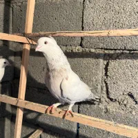 تعدادی کفتر فروشی
