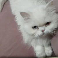 گربه پرشین سفید