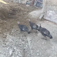 بوقلمون ماده برنز