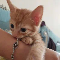 فروش یک عدد گربه