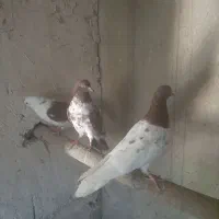 کبوتر