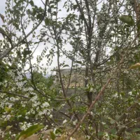 باغ-سانیج