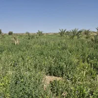 اجاره یونجه (علف)