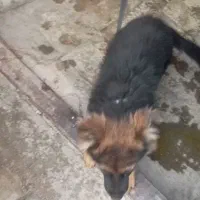 سگ ژرمن اصیل اصیل