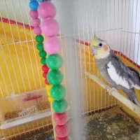 عروس هلندی چیکو جفت