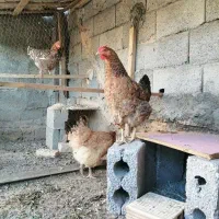دوعددمرغ جوان تخم گذار