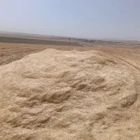 کاه دیم