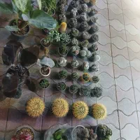 فروشنده  شب عید