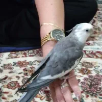 عروس هلندی دستی جفت