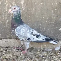 سرور کاکل.. شیر قهوه نر