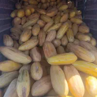 خربزه