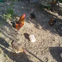 مرغ و خروس محلی