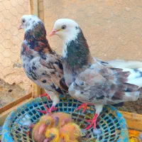 نرو ماده شازده هفرنگ