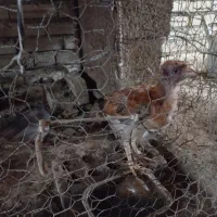 جوجه محلی فروشی