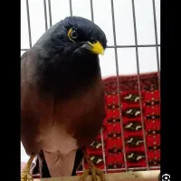 جوجه هلندی طلای دانه ۷۵۰ت.مینا سخنگو ۱۵۰۰ت