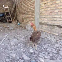 مرغ لاری افغان