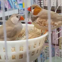 یه جفت فنچ کینگ خوشگل فوق سنگین