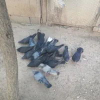 کبوتر