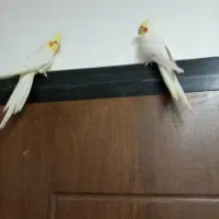 عروس هلندی نر و ماده معاوضه با قناری جفت