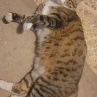 گمشده
