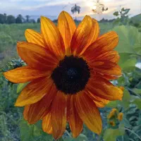 فروش عمده گل آفتابگردان زینتی