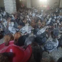 جوجه محلی