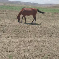 اسب