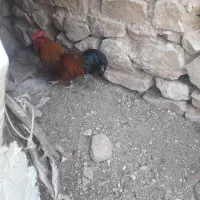 خروس سالم وسرحال