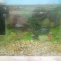 آکواریوم و لوازم آکواریوم